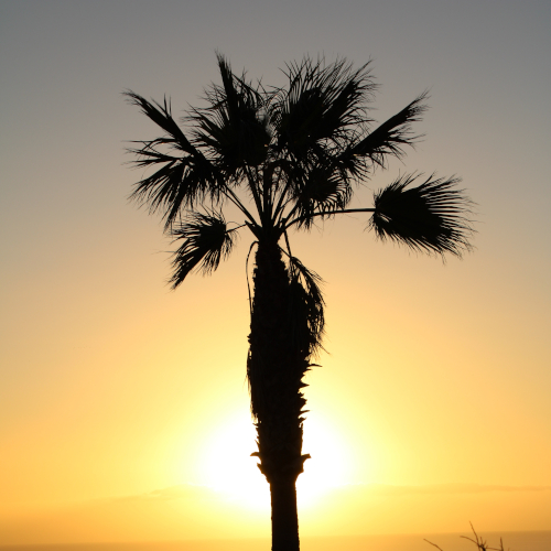 dajer - enter the jungle album art